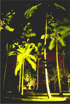 Beleuchtete Palme