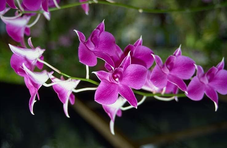 Orchidee