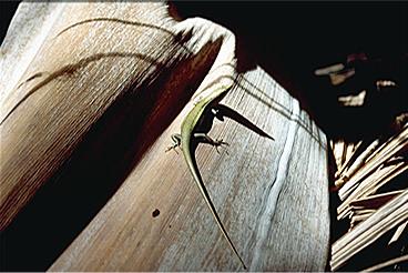 Gecko
