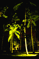 Palmen bei Nacht