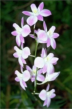 Orchidee