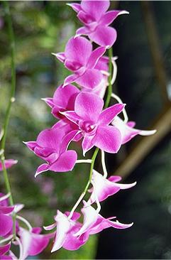 Orchidee
