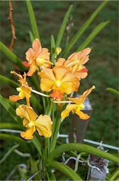 Orchidee