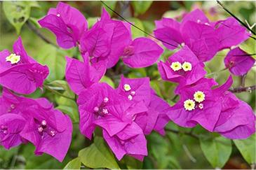 Orchidee