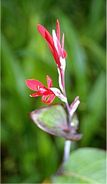 Orchidee