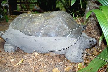 Schildkröte