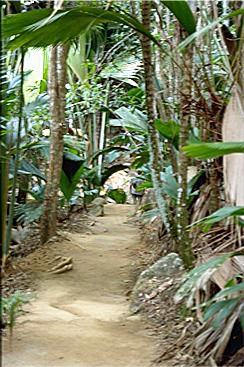 Fußweg durch das Vallée de Mai